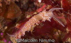 A Scilly Nudibranch.... not sure of species   by Malcolm Nimmo 